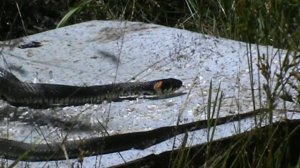 Рыбалка на спиннинг с ночёвкой. Карельское лесное озеро часть 2...