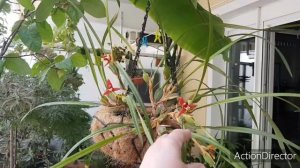 Максиллярия(Maxillaria tenuifolia) -Цветение и Содержание Кокосовой Орхидеи