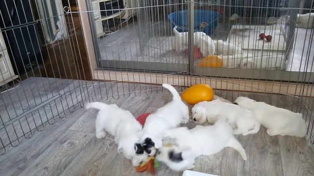 силихем терьер щенки д.р.16.07.18 смотреть онлайн