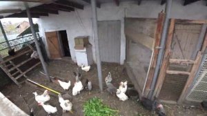 ЗАСЕЯЛИ ВТОРОЙ РАЗ?? ПРОДОЛЖАЕМ ЗАПАСАТЬСЯ МЯСОМ?    WE LIVE IN THE KUBAN ??