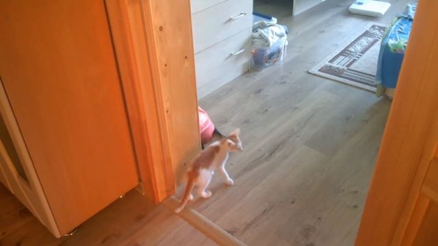 Котенок-рыжий ребенок смотреть онлайн