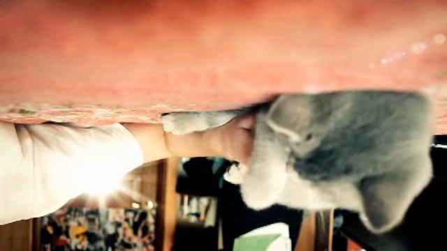 кошачий VLOG