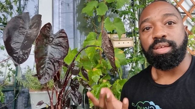 Black Magic Colocasia Care Tips. Black Colocasia Update смотреть онлайн