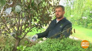 "Стрижка" для сада. Доброе утро. Фрагмент выпуска от 25.09.2020