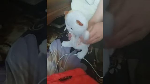 котик танцует смотреть онлайн