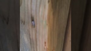 Нейлер- молоток