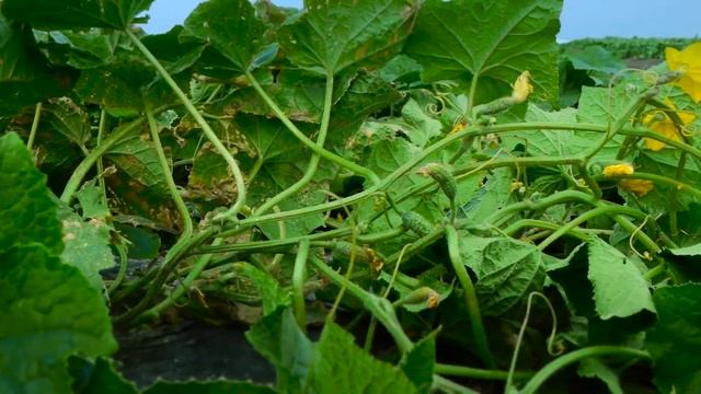 #sabykz2021 Переработка овощей и фруктов. смотреть онлайн