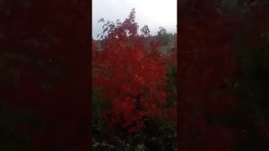Клён приречный или гинала!