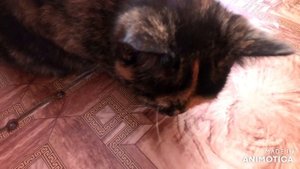 КОШКА ЛОВИТ И ЕСТ ПАУКОВ  Cat catches and eats spiders