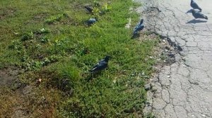 Полёт голубей в замедленной съёмке.