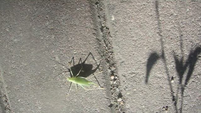 Зелёный кузнечик