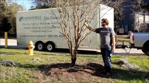 Gainesville Lawnscaping - How to Trim a Crape Myrtle - Landscaping and Lawn Care Service.