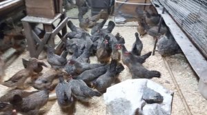 куры легбар,легбара много не бывает!!!!.