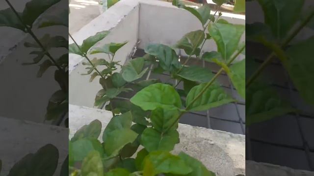 Plant of Hibiscus and other flower смотреть онлайн