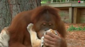 Orangutan has adopts tiger cubs and is bottle feeding them! You should see this