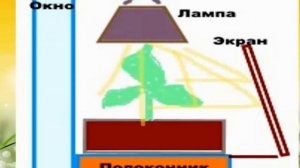 Как улучшить освещённость рассады