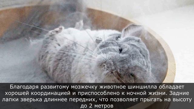 Шиншилла - чем интересен этот домашний питомец и где живет в дикой природе. Интересные факты
