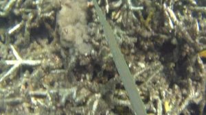 Акулы Шри-ланка, остров Pigeon