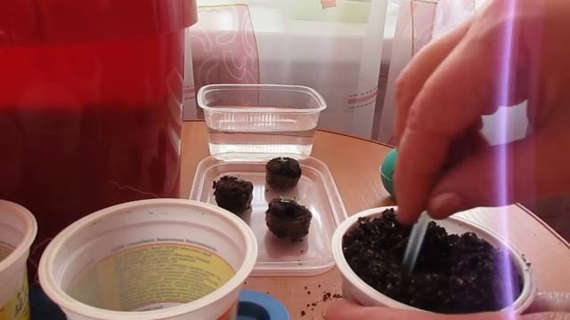 Пересадка эустомы 24 01 18 смотреть онлайн