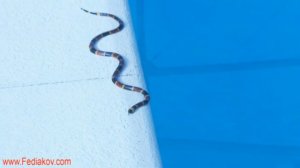 Коралловая Змея в Плавательном Бассейне Хип Хоп