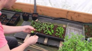 Propagating Rooted Cuttings of Dogwoods, Rose of Sharon, Weigela, Climbing hydrangea, and Spirea