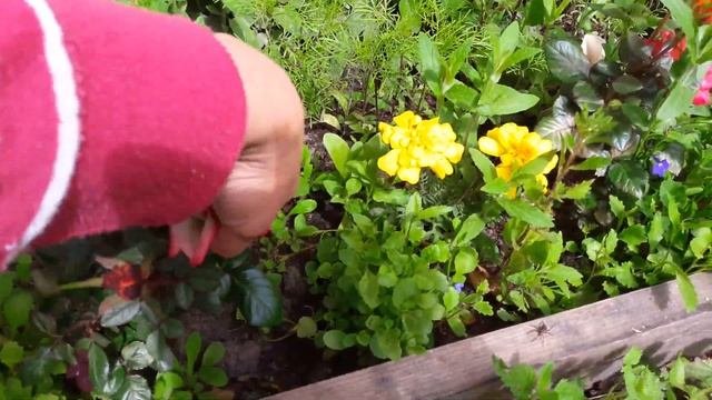 Клумба цветущая все лето