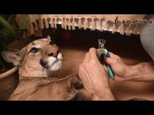 Маникюр для больших и маленьких котов. Manicure for big and small cats.