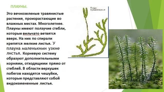 Папоротникообразные