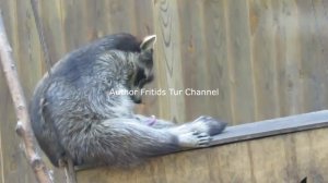 Mastrubation animal - funny raccoon