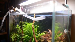 Мой первый аквариум. Водоросли черная борода, выясняем причину появления!