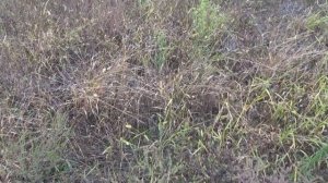 Новая охота на перепела