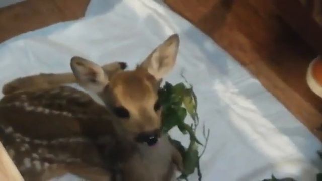 Начинает сам кушать смотреть онлайн