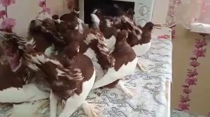 Ленточные голуби 2021 декабрь