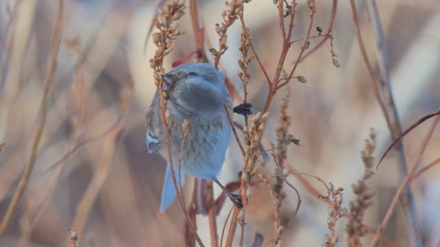 Глухозимье, урагус, #Carpodacussibiricus, #Uragus, #Longtailedrosenfinch, #ЮжныйУрал