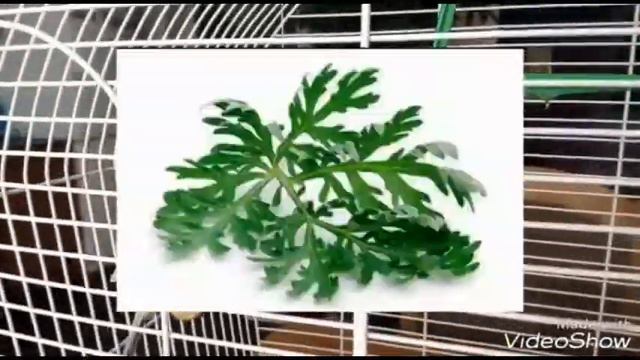 ЯДОВИТАЯ ЗЕЛЕНЬ ДЛЯ ПОПУГАЕВ! МАША И ЛАЙМИК смотреть онлайн