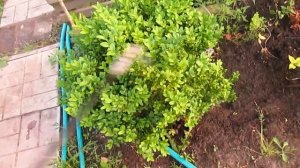 ЧЕМ ОБРАБОТАТЬ ОТ БЕЛОКРЫЛКИ И КЛЕЩА.  ВЕРТИМЕК.