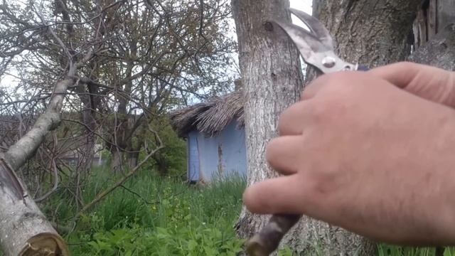 Прививка взрослого дерева грецкого ореха черенками смотреть онлайн