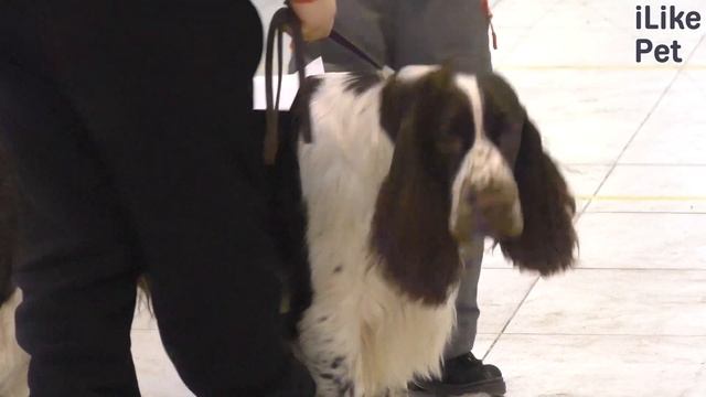 Английский спрингер-спаниель на ilikepet. Особенности породы, уход смотреть онлайн