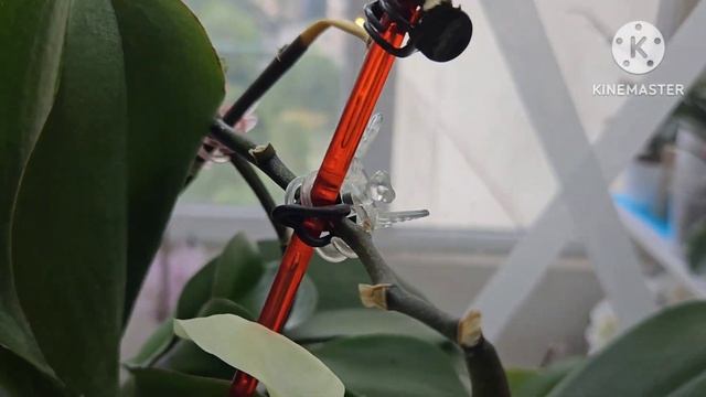 Мечты должны исполняться? Орхидеи-пелорики⚘️ смотреть онлайн