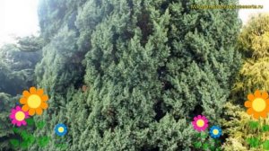 Можжевельник китайский монарх. Краткий обзор, описание характеристик juniperus chinensis monarch