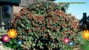 Калина съедобная. Краткий обзор, описание характеристик, где купить саженцы viburnum opulus