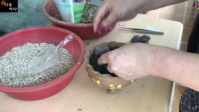 오자매 ! 화이트미니마를 심었어요 ^^ смотреть онлайн