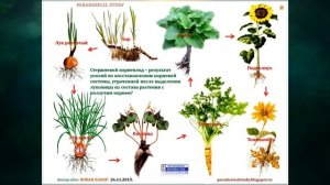 "Растения", Окружающий мир 3 класс ч.1, с.57-88, Школа XXI век.