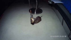 Мышь ворует баранку. Mouse steals sushka .