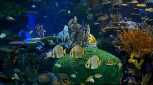 #Морской аквариум