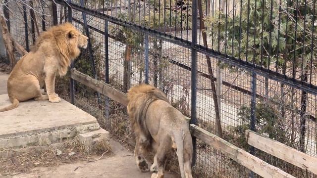 Чук и Ко на утреннем променаде) Тайган смотреть онлайн