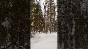 Сбор чаги зимой