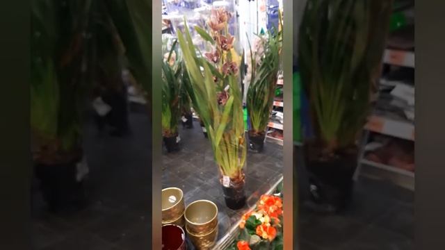 Огромный ЗАВОЗ ЦВЕТОВ в ОБИ к 8 марта!!! Весна) зацвела вишня #обзор_цветов