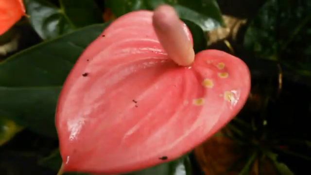 ඇන්තූරියම් මල් /Anthurium flowers смотреть онлайн