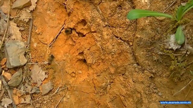 Дикие лесные пчелы, Андрены - земляные пчелы, улей. Крым. Wild forest bees, hive. Crimea. смотреть онлайн
